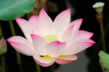 Mindfulness: Entrenar al cerebro en la atención plena (1)