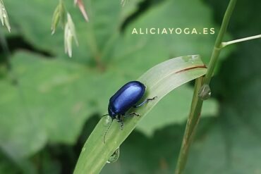 Investigación del movimiento – Yoga y danza (V)